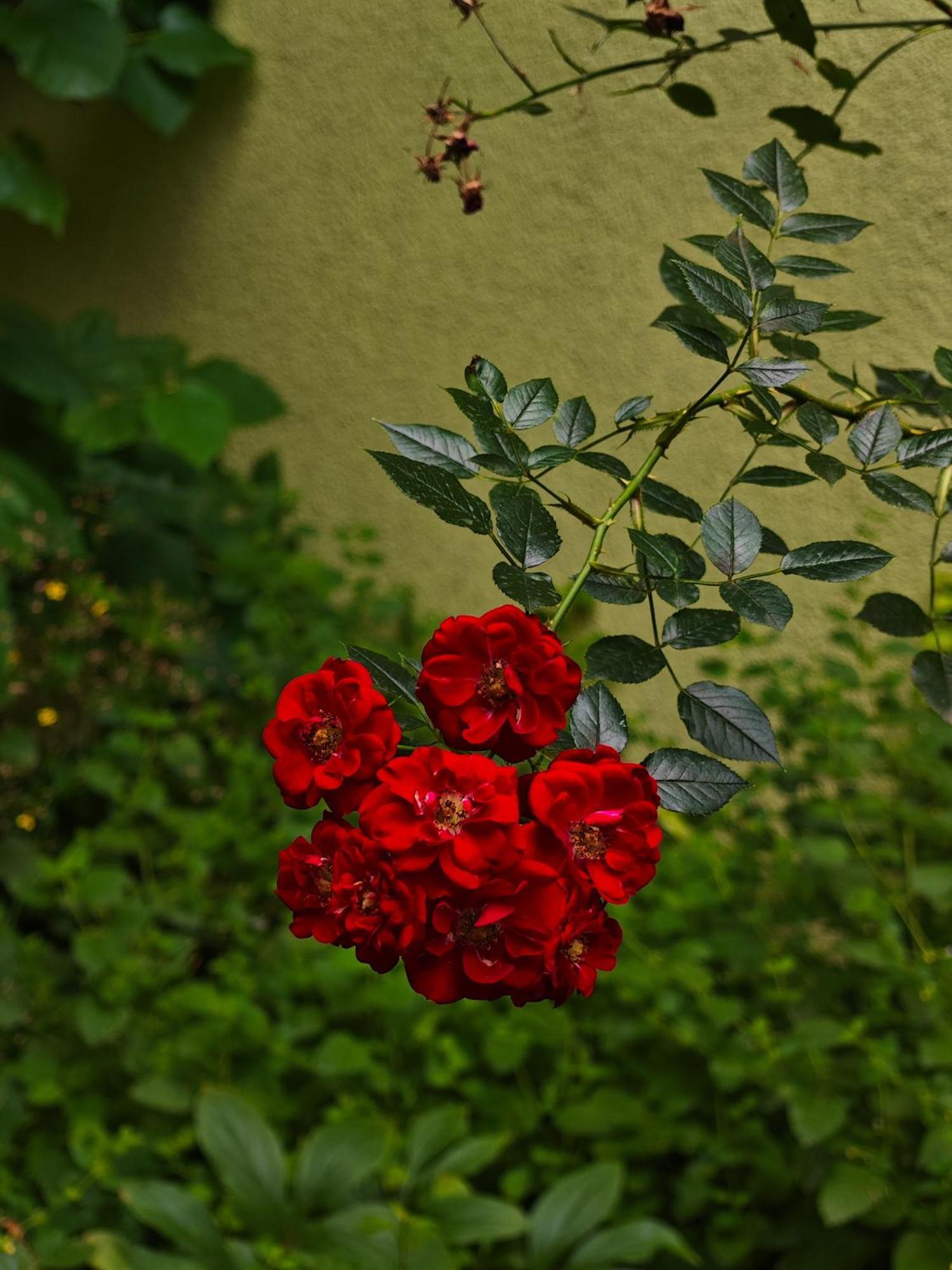Vintage Room With Garden View Bratislava Exterior foto
